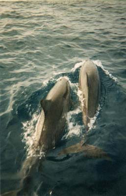 dolphins1_jpg
