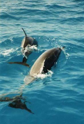 dolphins2_jpg